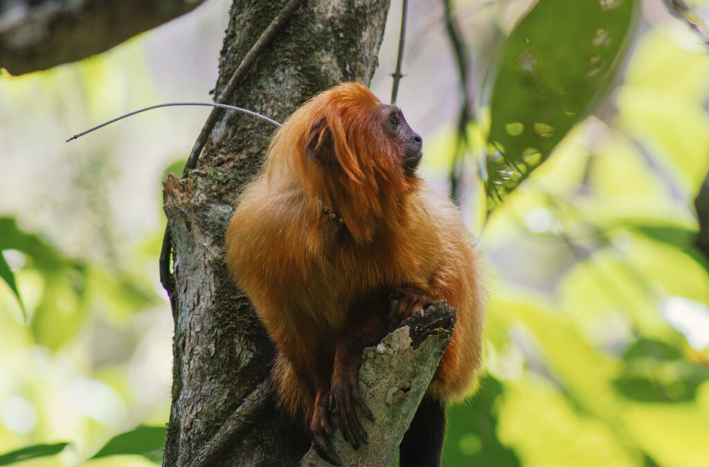 Singe sur une branche