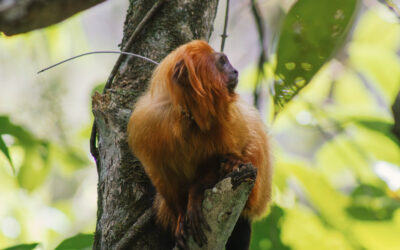 Primates en paysage anthropisé : un défi pour la conservation (Romain Monassier)