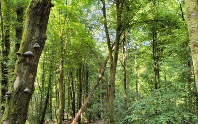 Connectivité écologique des forêts à haute naturalité (Elisa Ottmann)