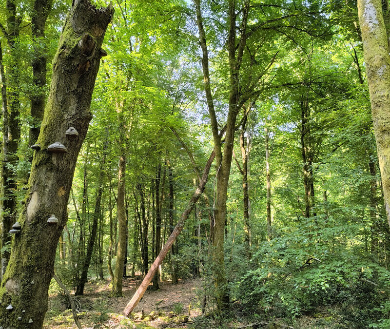 Connectivité écologique des forêts à haute naturalité (Elisa Ottmann)