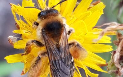Vers une prise en compte paysagère des effets cumulés des pratiques locales de gestion des parcelles agricoles sur les interactions plantes-pollinisateurs (Hugo Fabre)